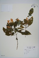 藏品(臺灣馬藍)的圖片