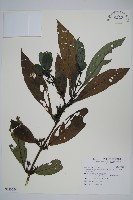 藏品(長穗馬藍)的圖片