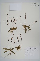 藏品(哈哼花)的圖片