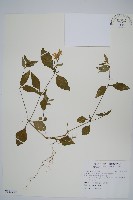 藏品(臺灣明萼草)的圖片