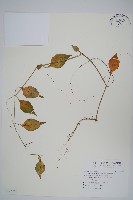 藏品(臺灣明萼草)的圖片