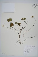 藏品(明萼草)的圖片