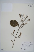 藏品(塊莖蘆莉草、紫莉花、藍蘆莉、球根蘆莉)的圖片