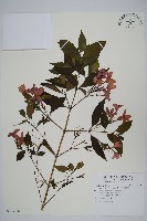 藏品(大花蘆莉)的圖片