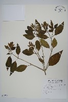 藏品(長花九頭獅子草、山藍)的圖片