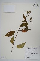 藏品(長花九頭獅子草、山藍)的圖片