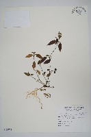 藏品(九頭獅子草)的圖片