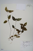 藏品(九頭獅子草)的圖片