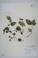 藏品(卵葉鱗球花)的圖片