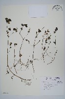 藏品(翅柄馬藍)的圖片