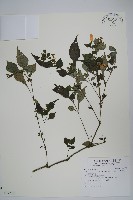 藏品(曲莖馬藍)的圖片