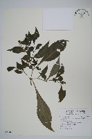 藏品(曲莖馬藍)的圖片