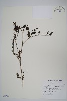 藏品(曲莖馬藍)的圖片