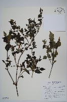 藏品(曲莖馬藍)的圖片