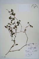 藏品(曲莖馬藍)的圖片