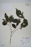 藏品(曲莖馬藍)的圖片