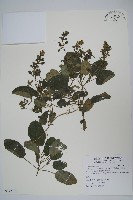 藏品(恆春半插花)的圖片