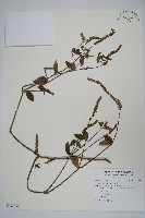 藏品(爵床)的圖片