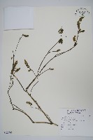 藏品(爵床)的圖片