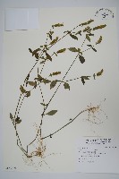 藏品(爵床)的圖片