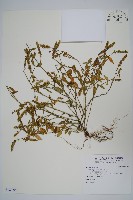 藏品(爵床)的圖片