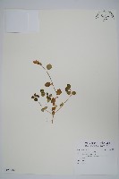 藏品(爵床)的圖片