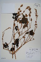 藏品(六角英, 槍刀菜)的圖片