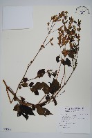 藏品(六角英, 槍刀菜)的圖片