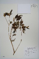 藏品(六角英, 槍刀菜)的圖片