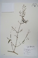 藏品(槍刀菜)的圖片