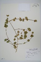 藏品(華九頭獅子草)的圖片