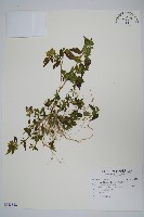 藏品(華九頭獅子草)的圖片