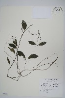 藏品(針刺草)的圖片