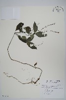 藏品(針刺草)的圖片