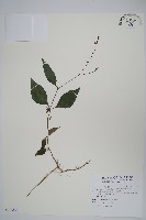 藏品(針刺草)的圖片