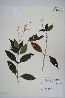 藏品(針刺草)的圖片