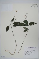 藏品(針刺草)的圖片