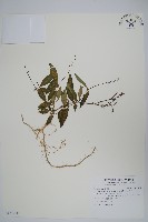 藏品(針刺草)的圖片