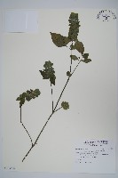 藏品(賽山藍)的圖片