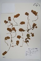 藏品(賽山藍)的圖片