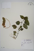 藏品(賽山藍)的圖片