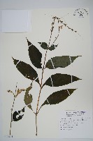 藏品(尼氏擬馬偕花)的圖片