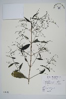 藏品(穿心蓮)的圖片