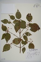 藏品(闊葉紅子仔)的圖片