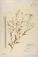 藏品(銀膠菊)的圖片