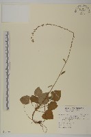 藏品(阿里山鬼督郵)的圖片