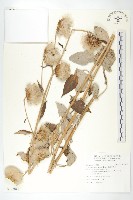 藏品(臺灣青木香)的圖片