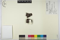 藏品(臺灣奴草)的圖片