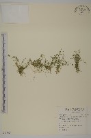 藏品(瓜槌草、漆姑草)的圖片