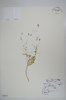 藏品(細葉蘭花參)的圖片